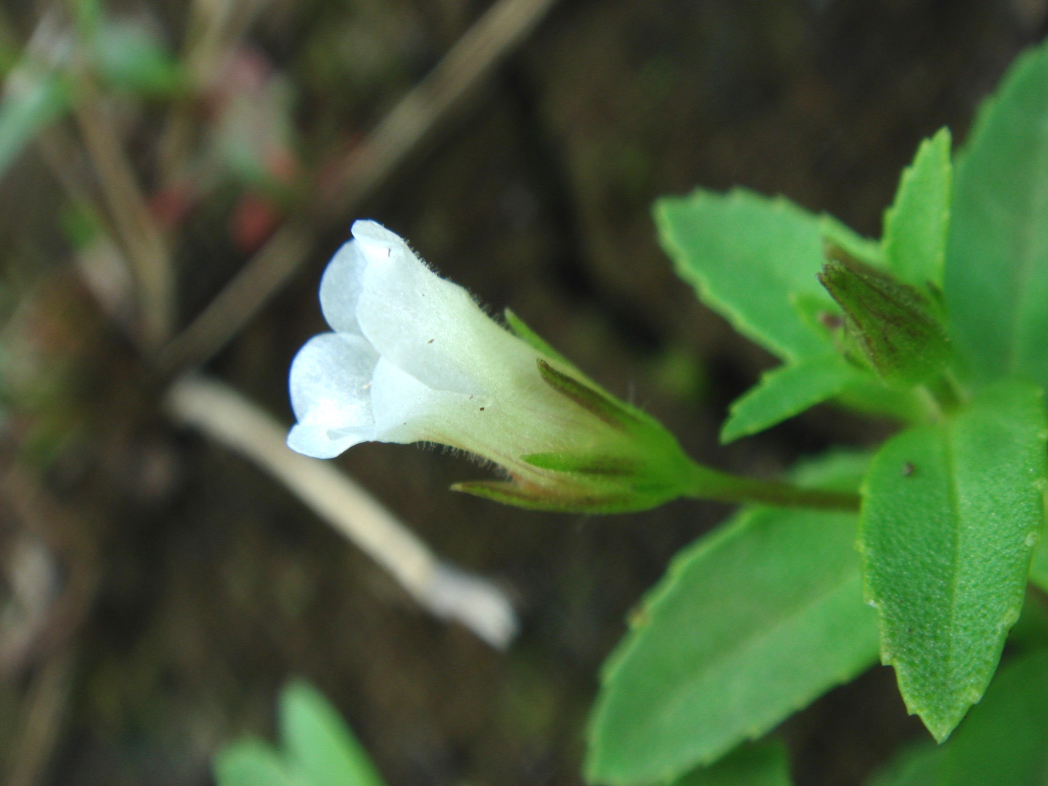 Limnophila aromatica (Lamarck) Merrill